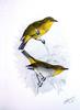 Cape White-eye (Zosterops pallidus) - Wiki