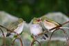 White-eye (Family: Zosteropidae) - Wiki