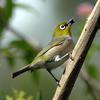 Silvereye (Zosterops lateralis) - Wiki