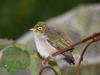 Silvereye (Zosterops lateralis) juvenile