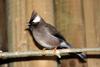 White-collared Yuhina (Yuhina diademata) - Wiki