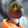 White-eye (Family: Zosteropidae, Genus: Zosterops) - Wiki