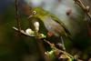 Japanese White-eye (Zosterops japonicus)