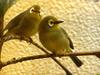 Montane White-eye (Zosterops poliogastrus) - Wiki