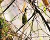 Oriental White-eye (Zosterops palpebrosus)