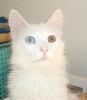 Turkish Angora (Domestic Cat Breed) - Wiki