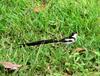 Pin-tailed Whydah (Vidua macroura) - Wiki