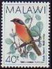 Bushshrike (Family: Malaconotidae) - Wiki