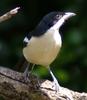 Tropical Boubou (Laniarius aethiopicus) - Wiki