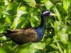 Bronze-winged Jacana (Metopidius indicus) - Wiki