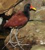 Wattled Jacana (Jacana jacana) - Wiki