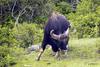 Gaur (Bos gaurus) - Wiki