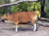 Banteng (Bos javanicus) - Wiki