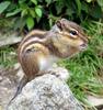 Siberian Chipmunk (Tamias sibiricus) - Wiki