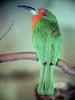 Red-bearded Bee-eater (Nyctyornis amictus) - Wiki