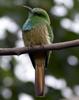 Blue-bearded Bee-eater (Nyctyornis athertoni) - Wiki