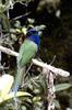 Purple-bearded Bee-eater (Meropogon forsteni) - Wiki