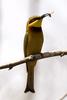 Little Bee-eater (Merops pusillus) - Wiki