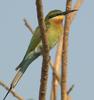 Blue-tailed Bee-eater (Merops philippinus) - Wiki