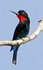 Black Bee-eater (Merops gularis) - Wiki