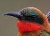 Red-throated Bee-eater (Merops bulocki) - Wiki