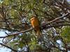 Cinnamon-chested Bee-eater (Merops oreobates) - Wiki