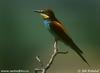 Black-headed Bee-eater (Merops breweri) - Wiki