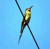 Madagascar Bee-eater (Merops superciliosus) - Wiki
