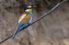 European Bee-eater (Merops apiaster) - Wiki