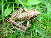 Huanren Frog (Rana huanrenensis) - Wiki