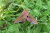 Elephant Hawk-moth (Deilephila elpenor) - Wiki