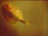 Vernal Pool Tadpole Shrimp (Lepidurus packardi) - Wiki