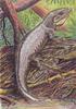 Proterogyrinus - Wiki