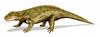 Diadectes - Wiki