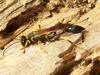 Mud dauber (Superfamily: Apoidea) - Wiki