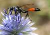Thread-waisted Wasp (Family: Sphecidae) - Wiki