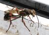 Mud Dauber (Family: Sphecidae, Genus: Sceliphron) - Wiki