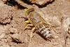 Sand Wasp (Genus: Bembix)
