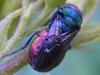 Cuckoo Wasp (Hedychrum rutilans)