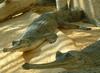 Gharial (Gavialis gangeticus) - Wiki