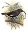 Black Mamo (Drepanis funerea) - Wiki