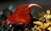 Scarlet Hawaiian Honeycreeper, 'I'wi (Vestiaria coccinea) - Wiki