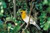 Palila (Loxioides bailleui) - Wiki