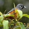 Black-faced Monarch (Monarcha melanopsis) - Wiki