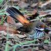 Rufous Fantail (Rhipidura rufifrons) - Wiki