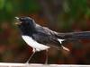 Fantail (Family: Dicruridae, Genus: Rhipidura) - Wiki