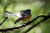 Grey Fantail (Rhipidura fuliginosa)