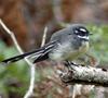 Grey Fantail (Rhipidura fuliginosa) - Wiki