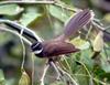 White-throated Fantail (Rhipidura albicollis) - Wiki