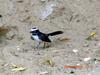 White-browed Fantail (Rhipidura aureola) - Wiki